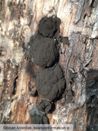 Amaurochaete atra