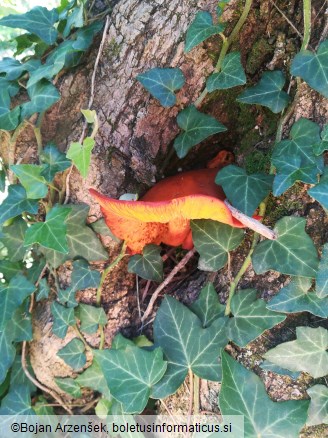 Omphalotus olearius
