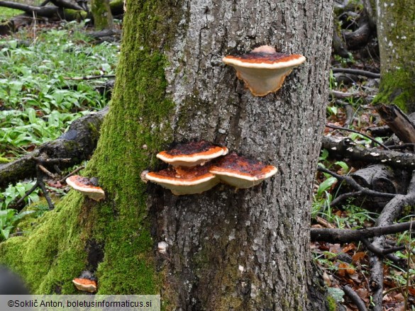 Fomitopsis pinicola