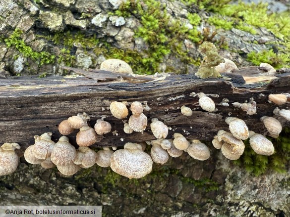 Panellus stipticus