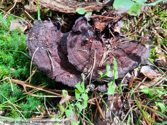 Phaeolus schweinitzii