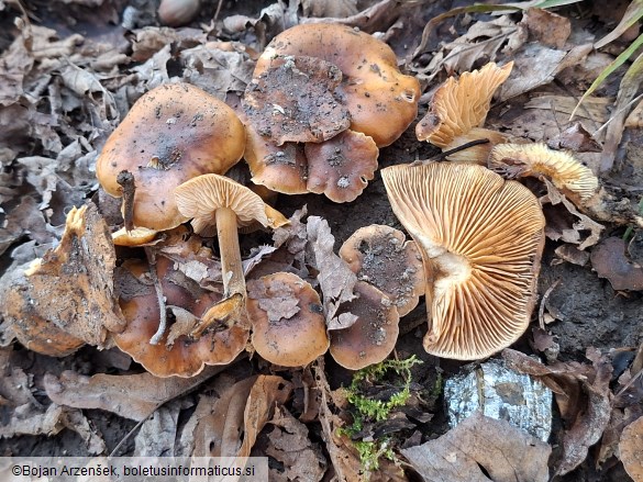 Flammulina velutipes
