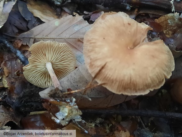 Collybiopsis peronata