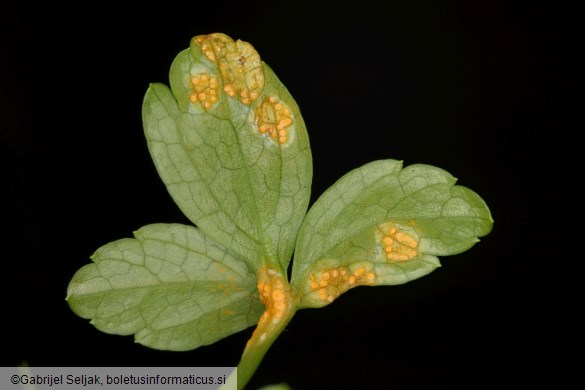 Puccinia smyrnii
