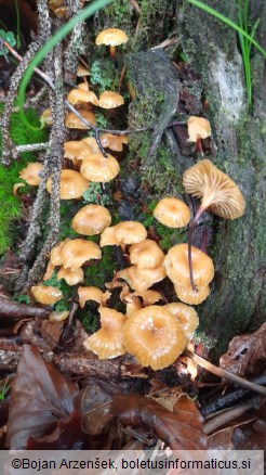 Xeromphalina campanella