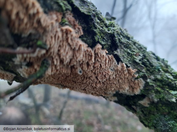 Radulomyces molaris