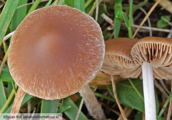 Psathyrella clivensis