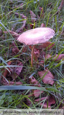 Xerula pudens