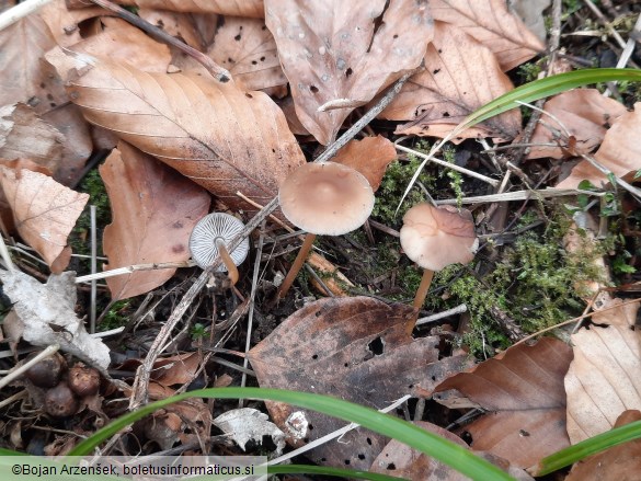 Strobilurus esculentus