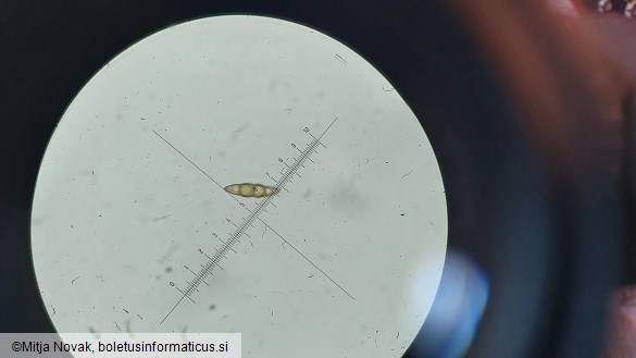 Lophiostoma viridarium