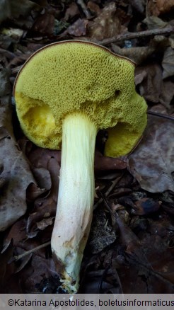 Boletus ferrugineus