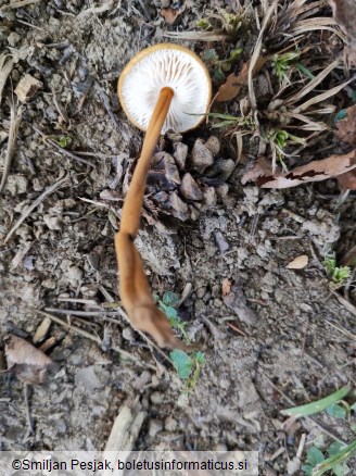 Xerula pudens
