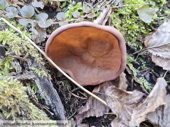 Discina ancilis