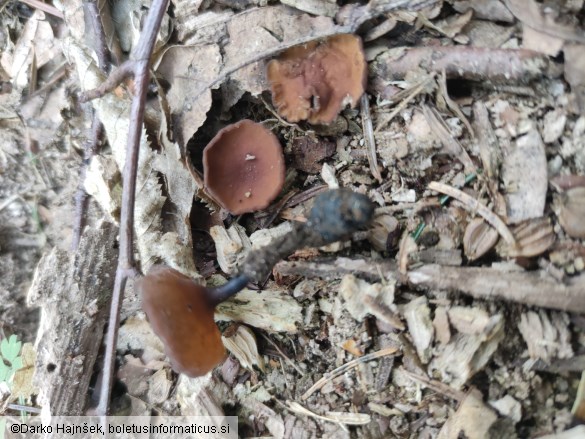 Dumontinia tuberosa