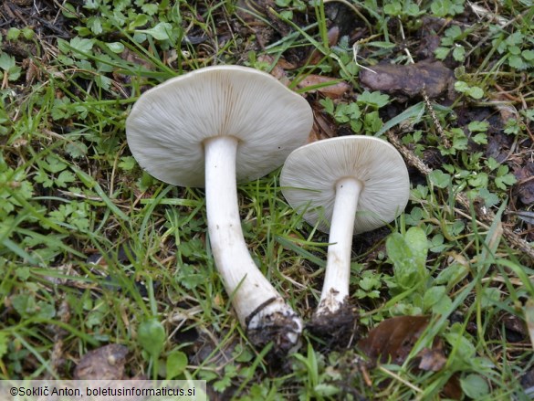 Melanoleuca cognata