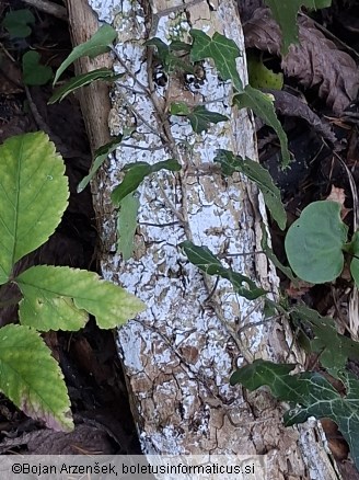 Lyomyces sambuci