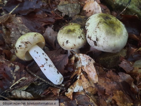Russula violeipes