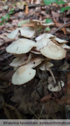 Gymnopus confluens