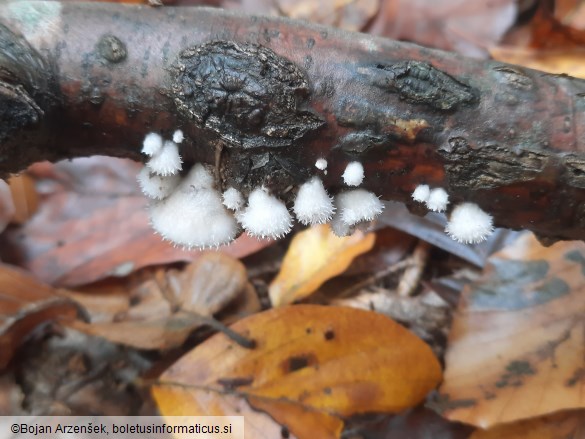 Schizophyllum commune
