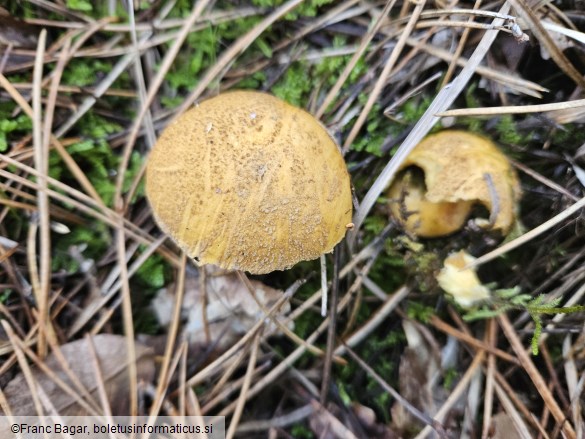 Suillus variegatus
