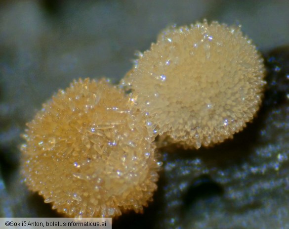 Bactridium flavum