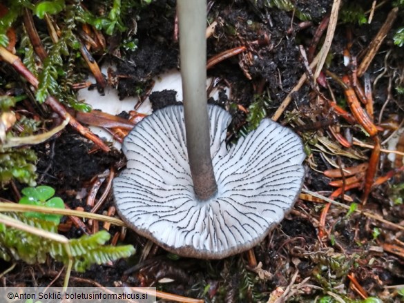 Entoloma caesiocinctum