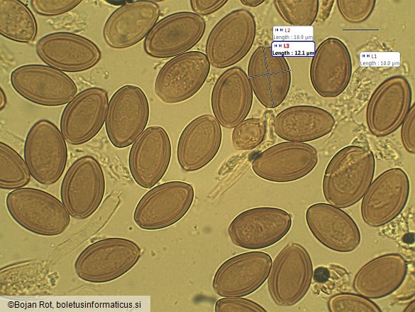 Protostropharia luteonitens