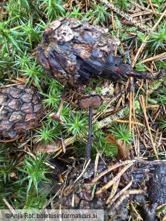 Auriscalpium vulgare