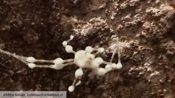 Lecanicillium tenuipes