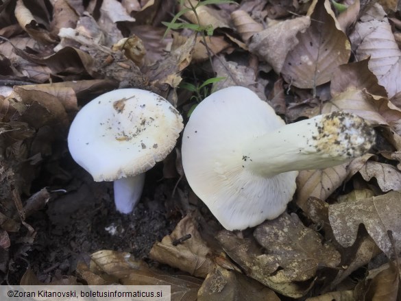 Lactarius piperatus