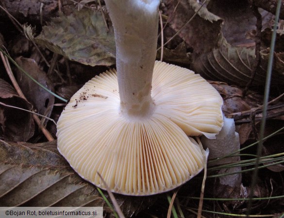 Russula postiana