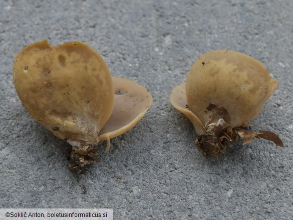 Otidea alutacea