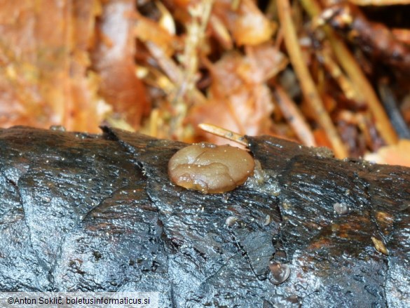 Adelphella babingtonii