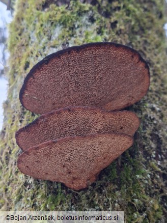 Daedaleopsis confragosa
