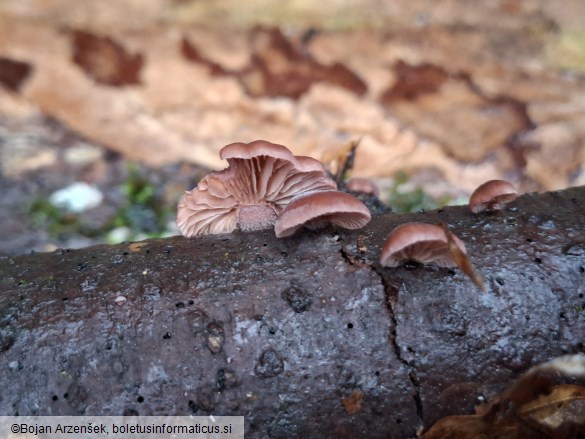 Panellus violaceofulvus