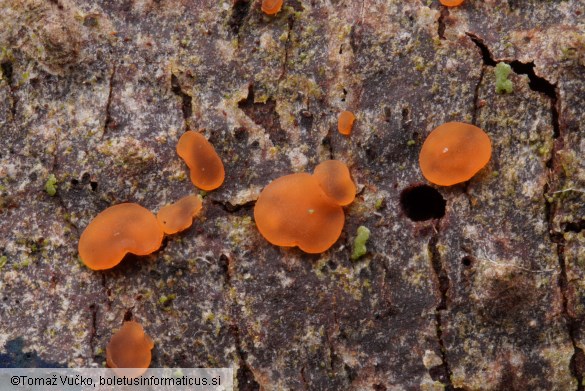 Orbilia aurantiorubra