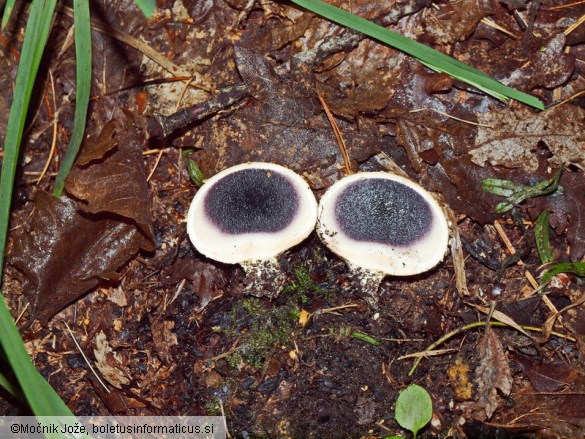 Scleroderma citrinum