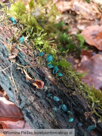 Chlorociboria aeruginascens