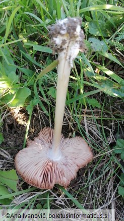Volvariella gloiocephala