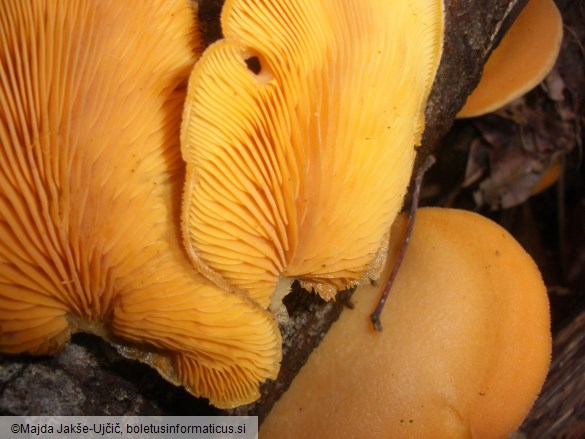 Phyllotopsis nidulans