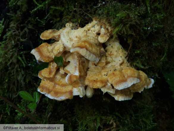 Frantisekia mentschulensis