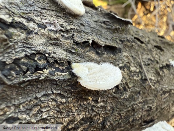 Trametes hirsuta