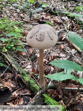 Macrolepiota konradii