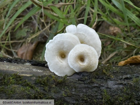 Lentinus tigrinus