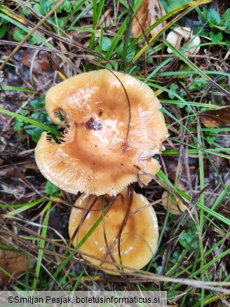 Russula subfoetens