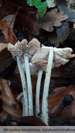 Gymnopus confluens
