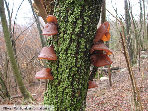 Auricularia auricula-judae