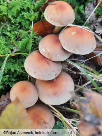 Hypholoma lateritium
