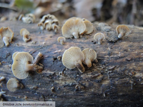 Panellus stipticus