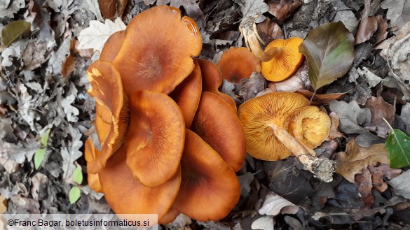 Omphalotus olearius